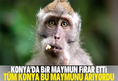 Konya'da bir maymun hayvanat bahçesinden firar etti!