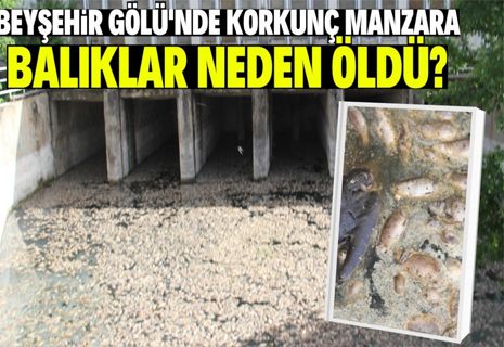 Konya Beyşehir Gölü'nde toplu balık ölümleri!